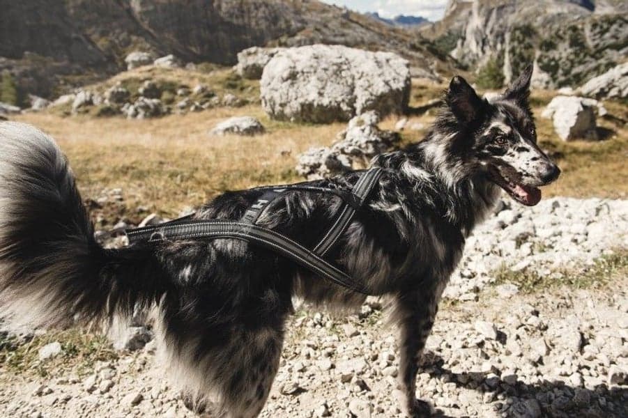 X-Sport Dragsele, view: 1