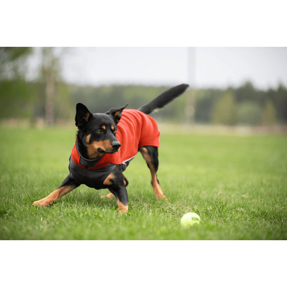 Jumppa 52-56 cm Habanero, view: 1