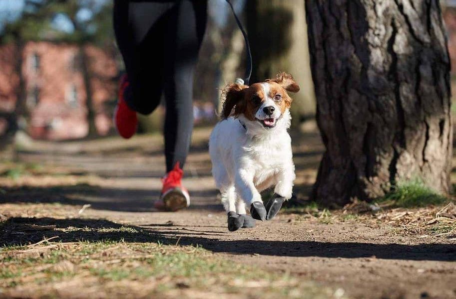 Dog Boots Black XS, view: 5