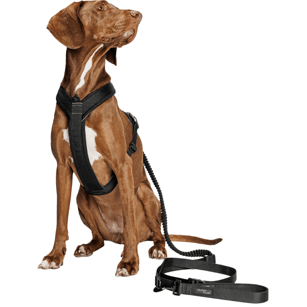 L-2-Jogging-Leash L Black, view: 2