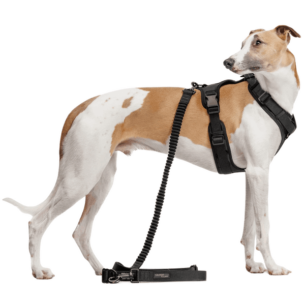 L-2-Jogging-Leash L Black, view: 4