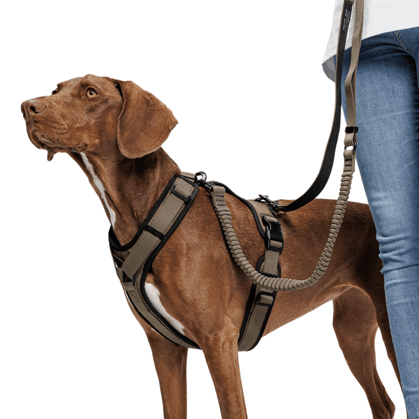 L-2-Jogging-Leash S Olive, view: 3