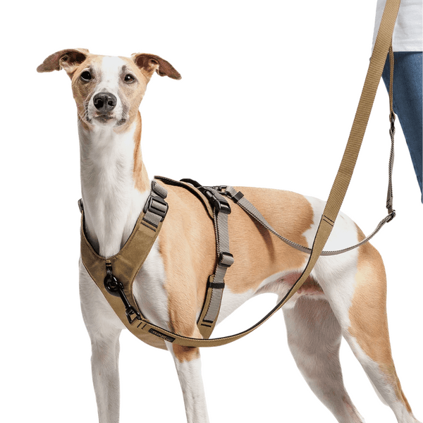 L-1-Hands-Free-Leash L Khaki / Grey, view: 3