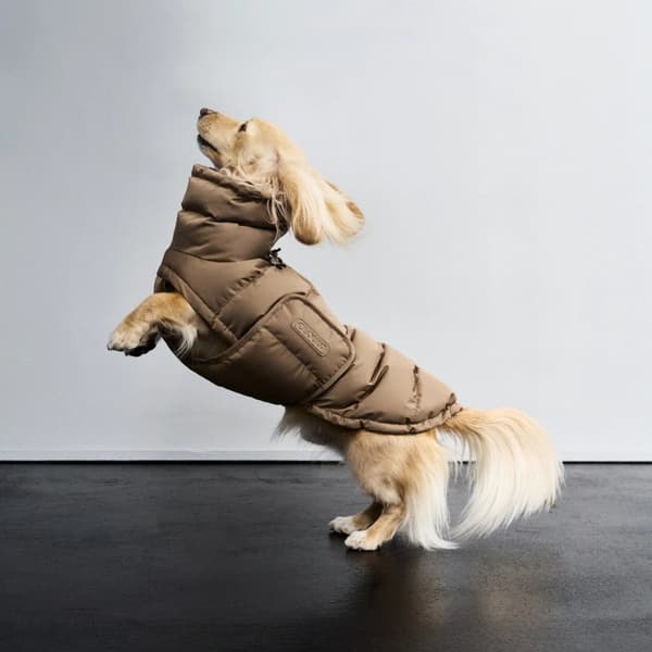 Alaska Winter Coat Dachshund size 3-5 Sandy Brown, view: 3