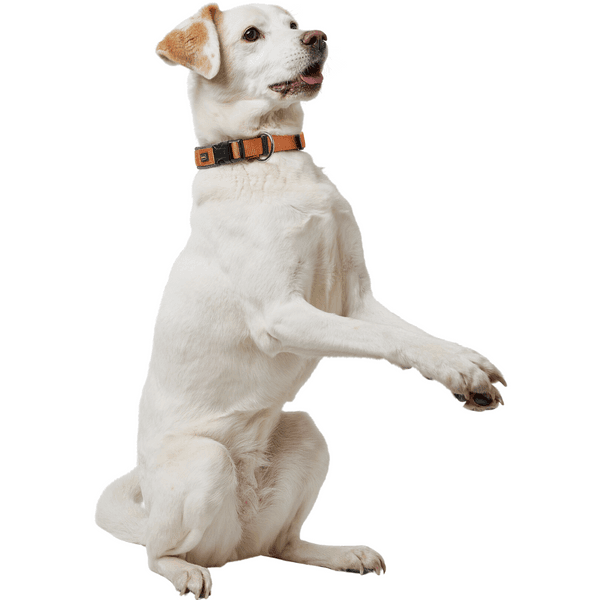 Collar Neoprene VP 35/S Copper/Grey, view: 1