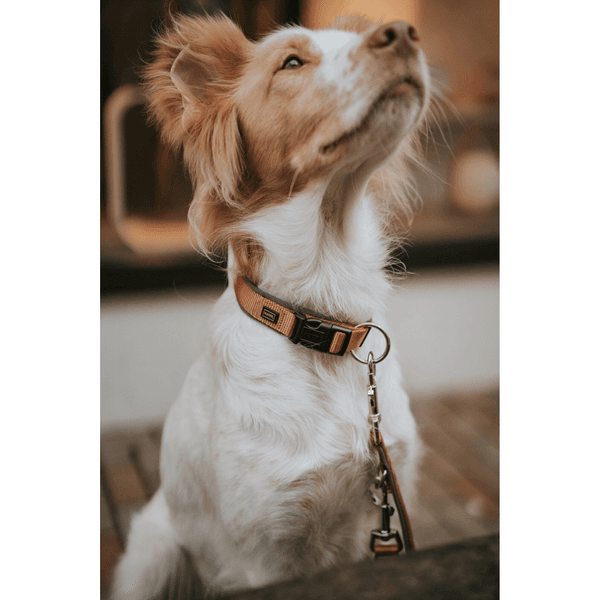 Collar Neoprene VP 35/S Copper/Grey, view: 2