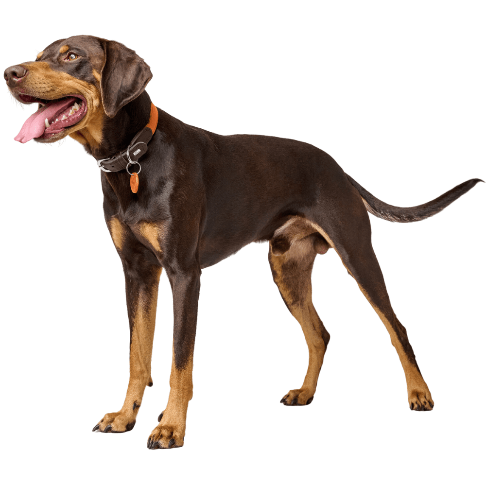 Collar Lemvig 65/L Leather Orange/Dark Brown, view: 3