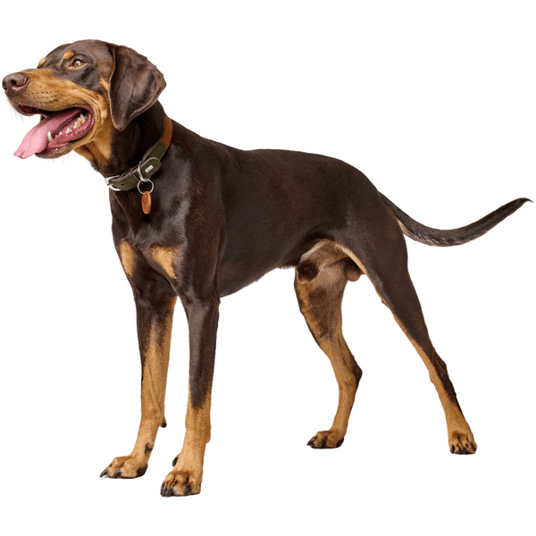 Collar Lemvig 65/L Leather Cognac/Olive Green, view: 3