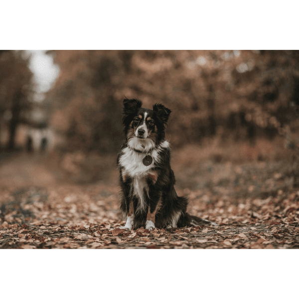 Collar Aalborg 60/L Leather Olive Green, view: 4