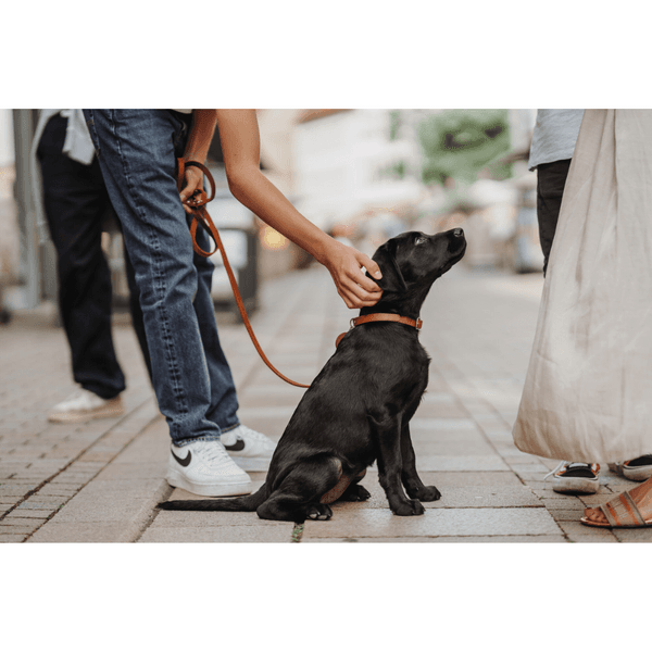 Collar Aalborg 32/XS Leather Cognac, view: 2