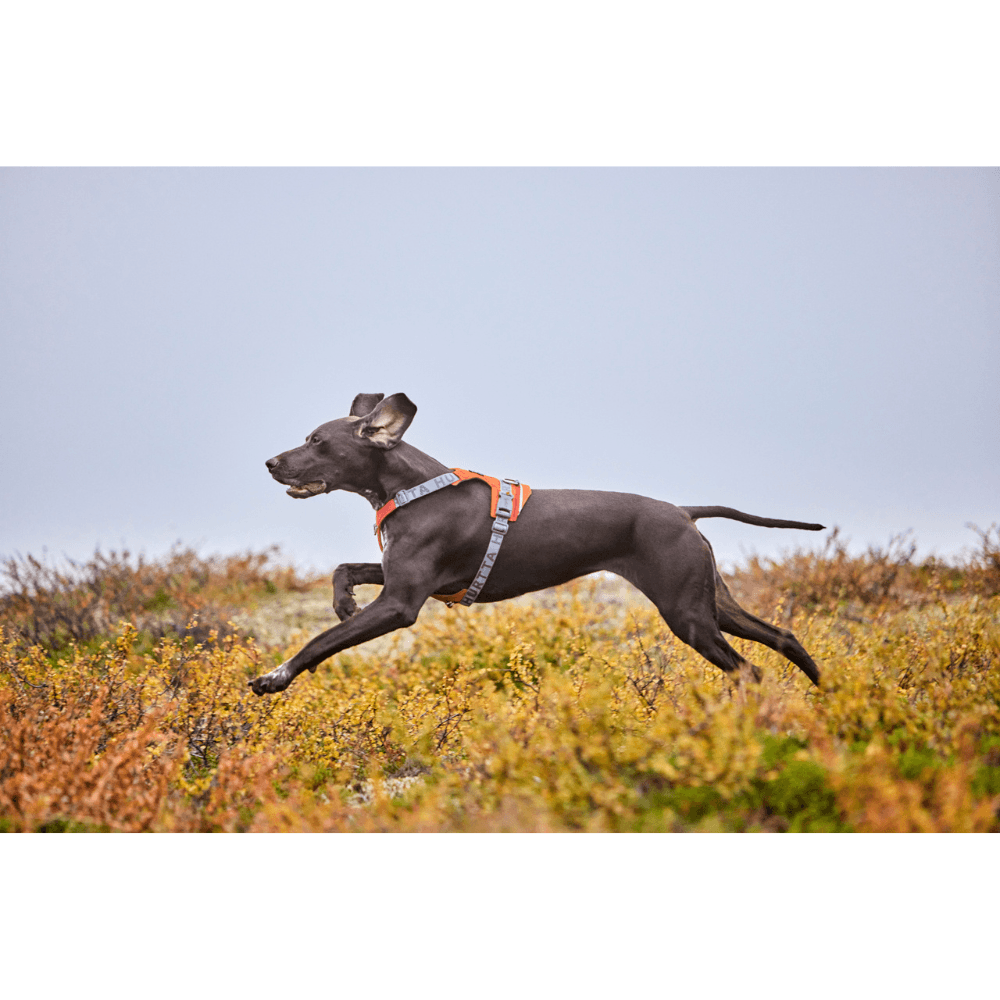 Rover Harness 45-70 cm Cinnamon, view: 3