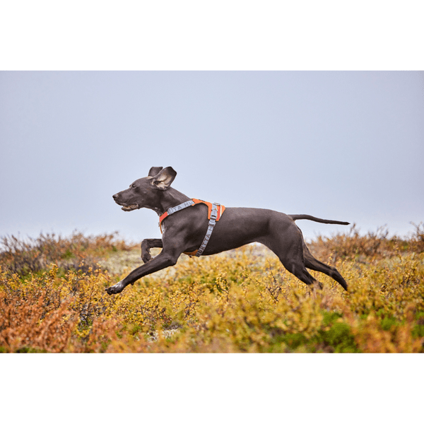 Rover Harness 45-70 cm Cinnamon, view: 3