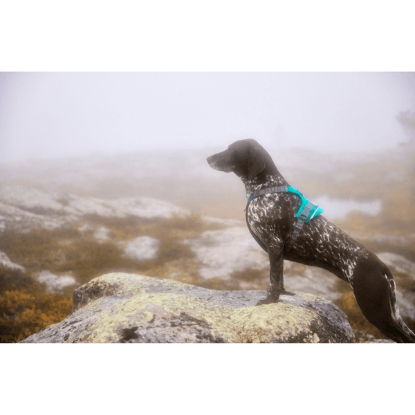 Rover Harness 45-70 cm Peacock, view: 3