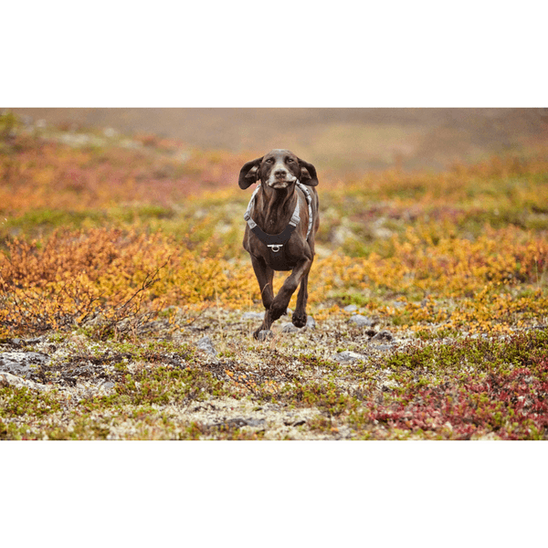 Rover Harness 45-70 cm Raven, view: 1