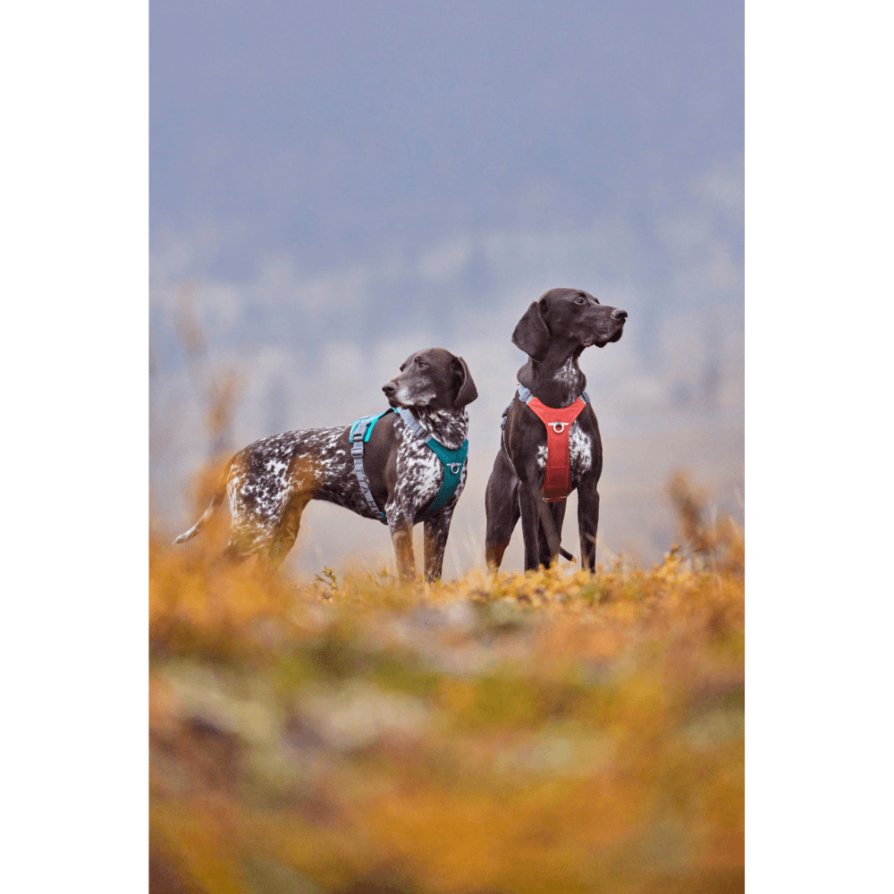 Rover Harness 65-95 cm Cinnamon, view: 2