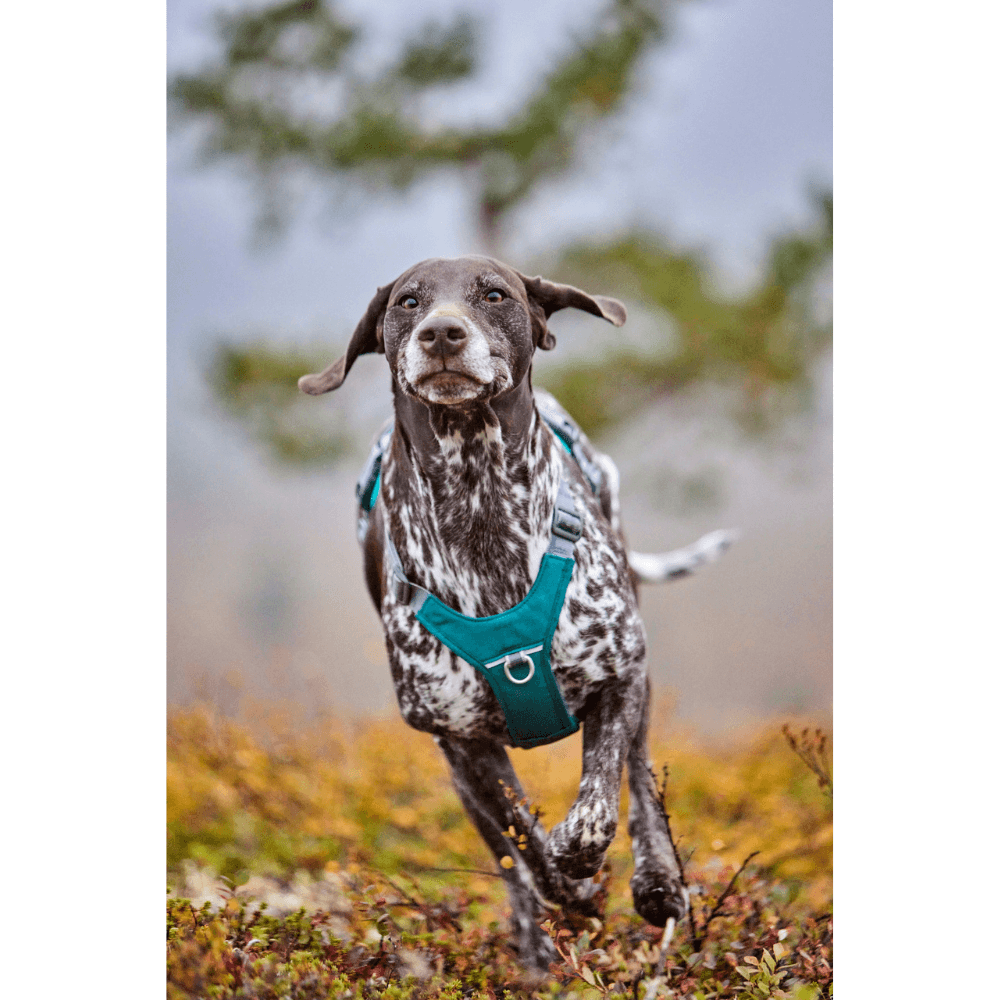 Rover Harness 65-95 cm Peacock, view: 1