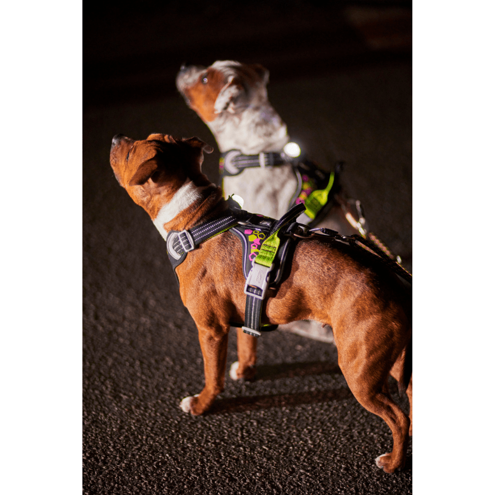 Weekend Warrior Neon Harness II 40-60 cm Licorice, view: 4