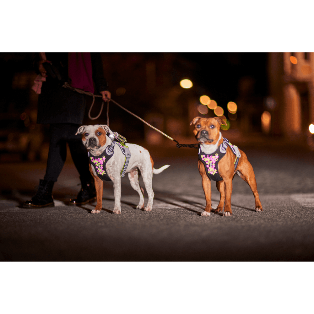 Weekend Warrior Neon Harness II 55-100 cm Licorice, view: 6