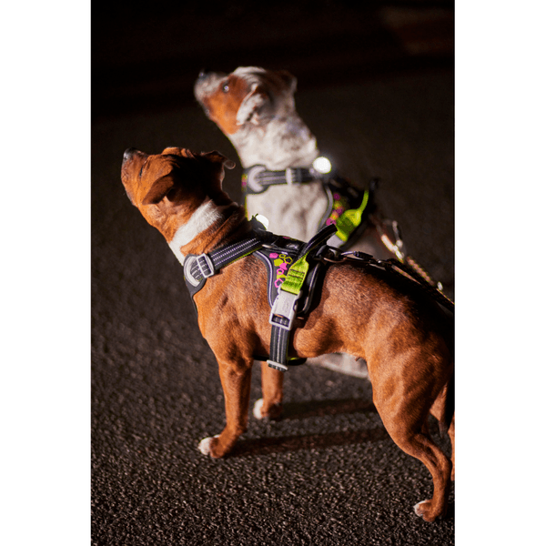 Weekend Warrior Neon Harness II 55-100 cm Licorice, view: 4