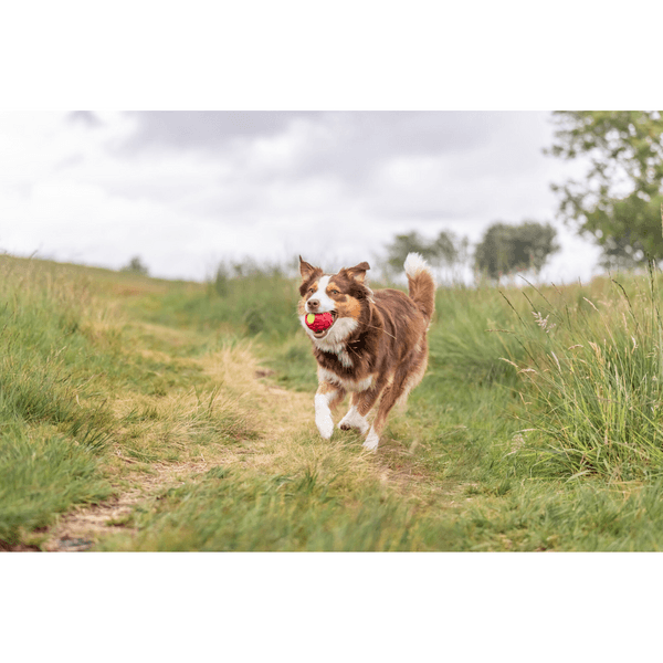 Tennisboll i Däck Naturgummi Ø 7,5 cm, view: 2