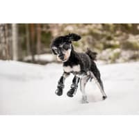 Hundsko Halla Softshell 4 Pack Svart - view: 5