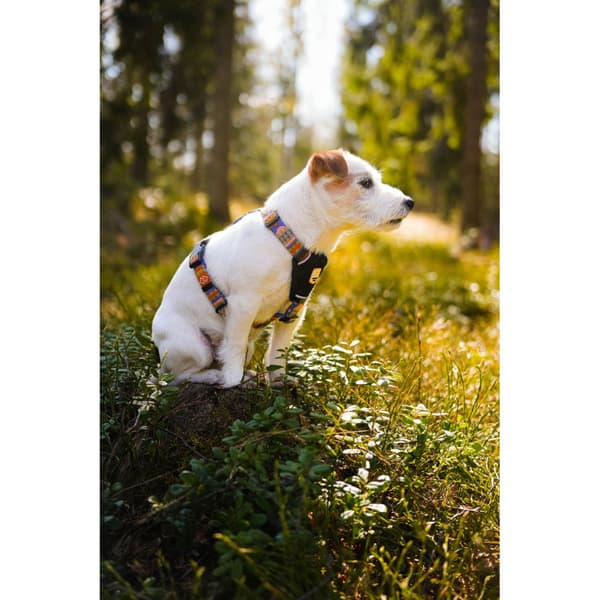 Nightless Harness M-L Multi, view: 4