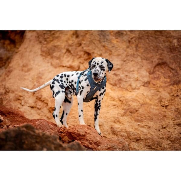 Roam Harness XL Deep Teal Ripple, view: 6