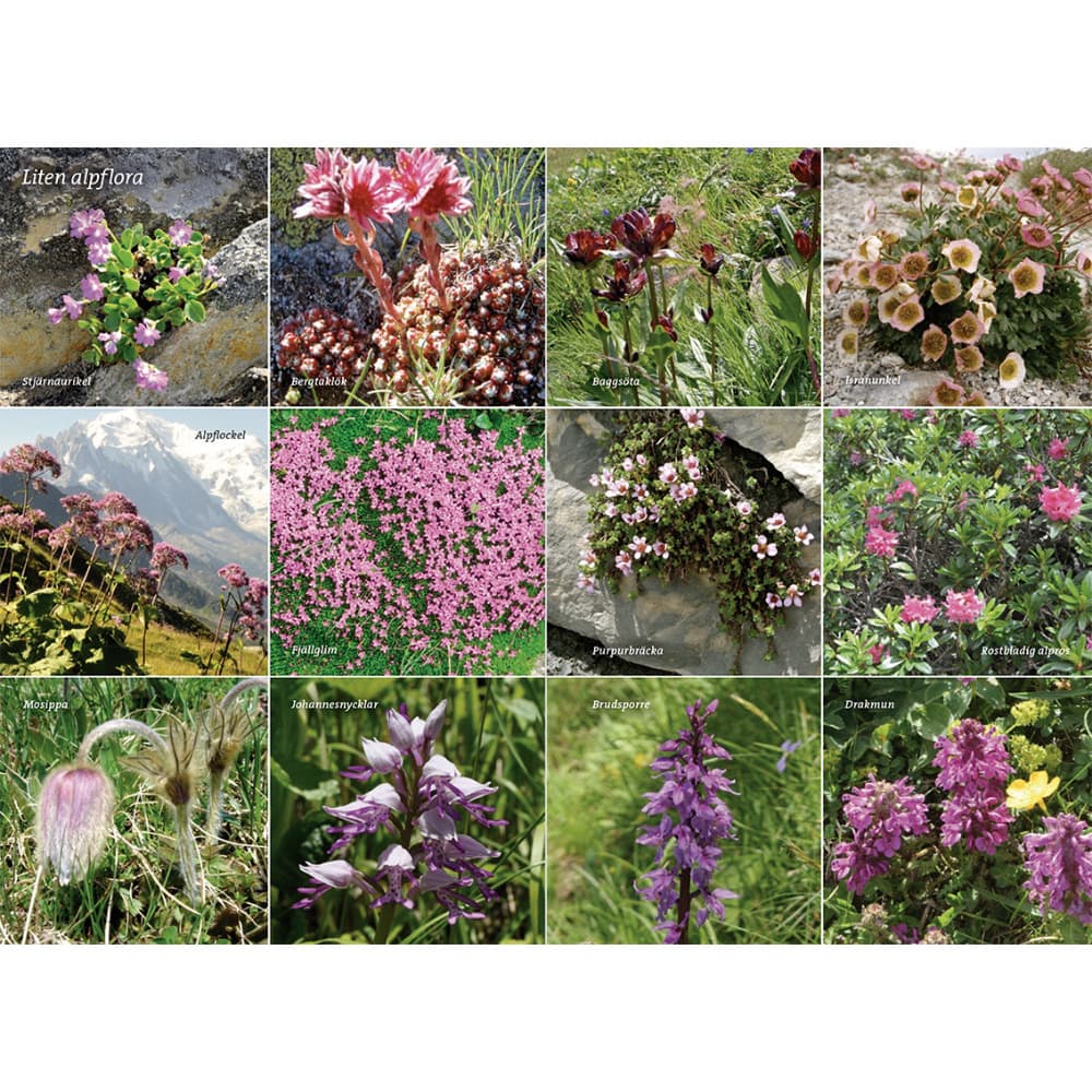 Vandra I Alperna: Chamonix, view: 12