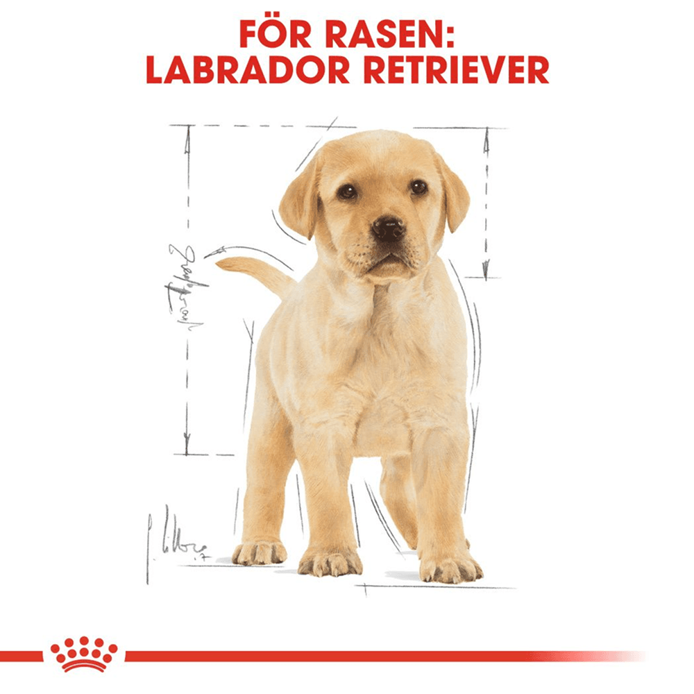 Labrador Retriever Puppy 12 Kg, view: 2