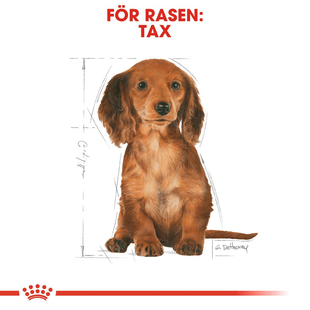Dachshund Puppy 1,5 Kg, view: 2