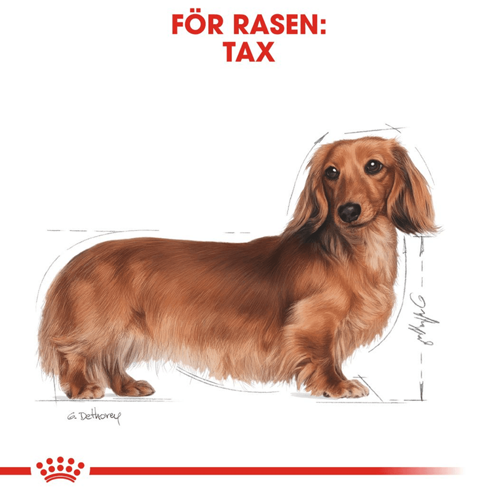 Dachshund Adult 1,5 Kg, view: 2