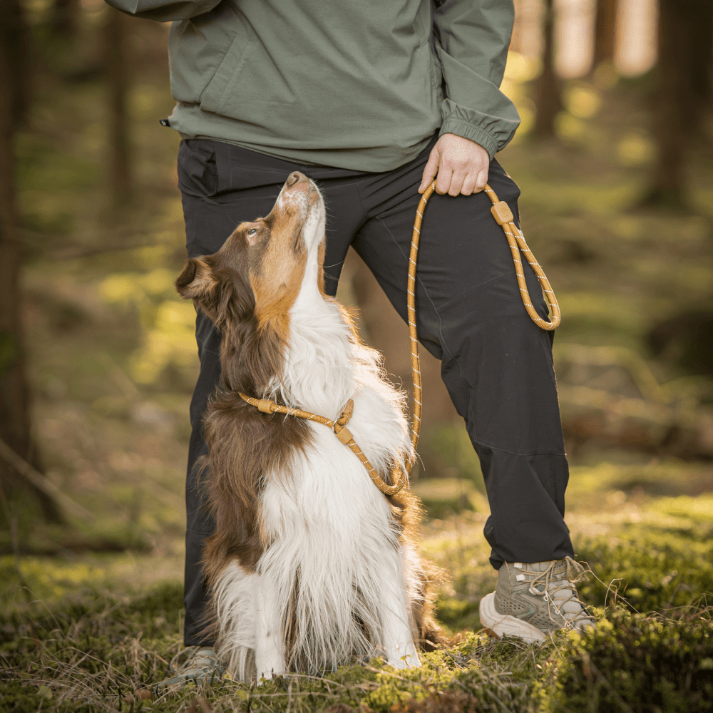 Retrieverkoppel Black, view: 2