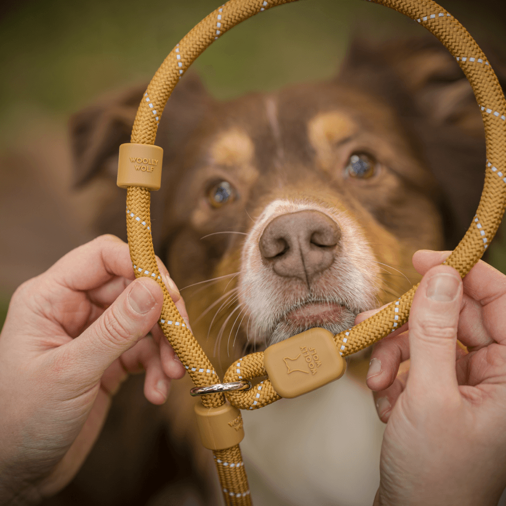 Retrieverkoppel Black, view: 1