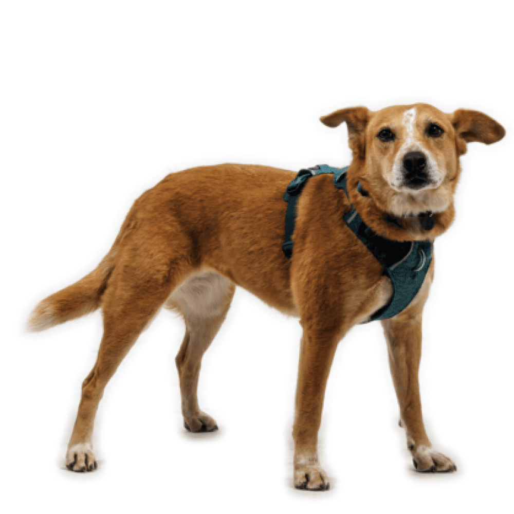 Front Range® Flex Harness L Deep Teal, view: 4