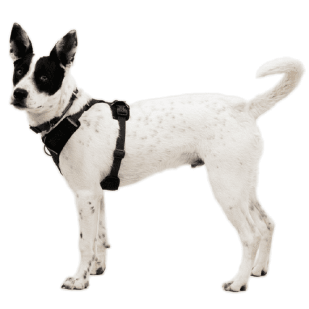 Front Range® Flex Harness L Basalt Gray, view: 4