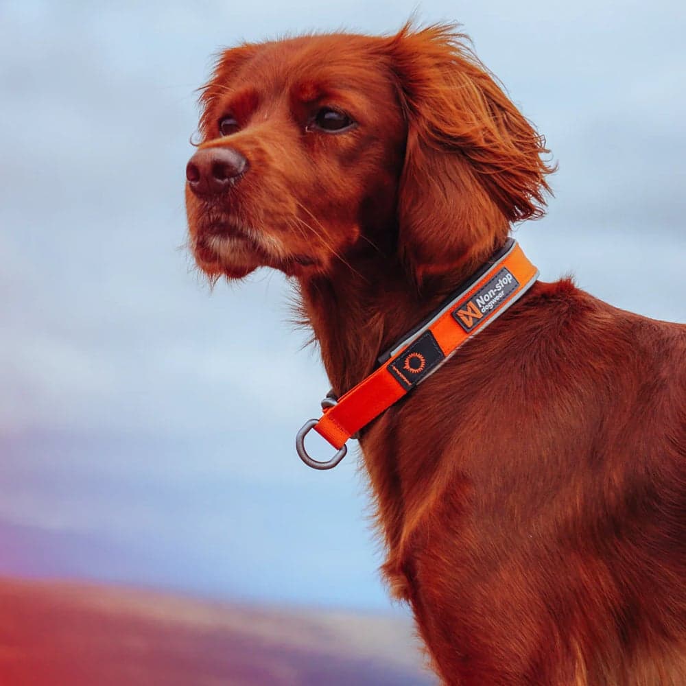Cruise Collar Orange, view: 2