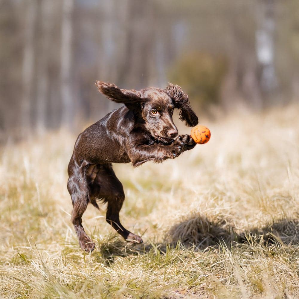 Dog Ball 70X70Mm Orange/Black, view: 2