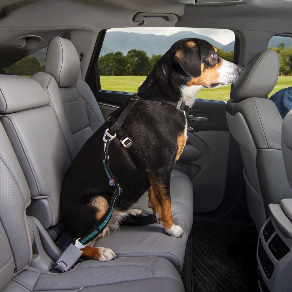 productImage: Direct to Seat Belt Swivel Tether Blue