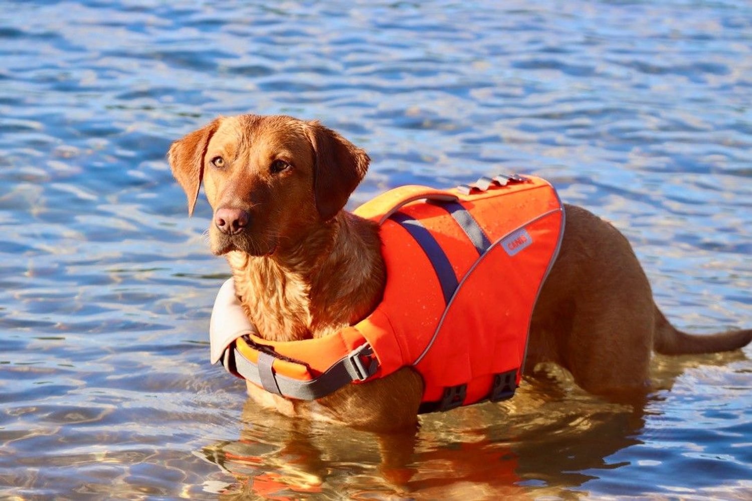 productImage: Life Jacket XL-XXL