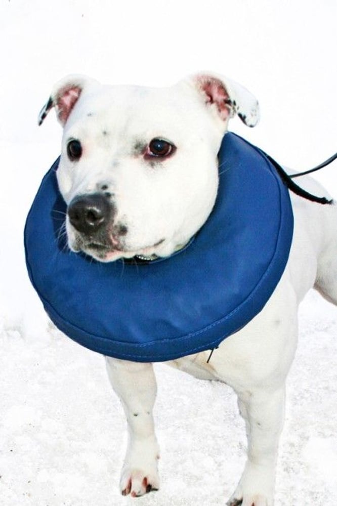 productImage: Hundkrage Easy Care Uppblåsbar